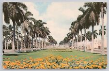 Cartão postal imponente Royal Palm Trees along Florida Avenue FL 1950s comprar usado  Enviando para Brazil