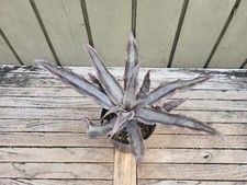 Cryptanthus creme brulee for sale  Homestead