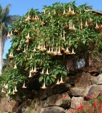 Samen rosa engelstrompete gebraucht kaufen Samen rosa engelstrompete gebraucht kaufen  Calw