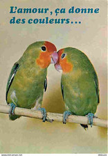 Animaux oiseaux perroquets d'occasion  Fruges