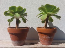 Aeonium gebraucht kaufen  Königs Wusterhausen