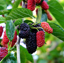 Everbearing mulberry fruit for sale  Lake Zurich