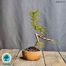 Bonsai pinus sylvestris usato  Merate