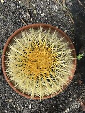 Echinocactus grusonii grow usato  Monterosso Almo