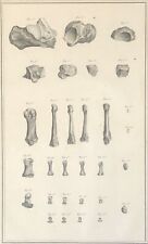 Usado, Metatarso Falangi Dito 1759 Secondo Tarsis Osteologia Medicina comprar usado  Enviando para Brazil