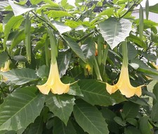 Yellow angel trumpet for sale  Marion