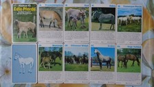 Quartett edle pferde gebraucht kaufen  Scherstetten