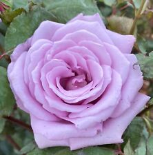 fragrant roses for sale fragrant roses for sale SPALDING