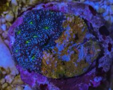 Rare grafted chalice for sale  Oceanside