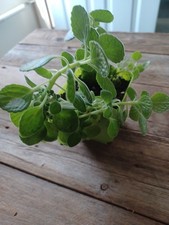 Vicks plant plectranthus for sale  West Warwick