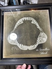 Picture shark teeth for sale  Bayside