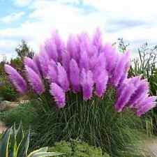 Purple pampas grass for sale  BRISTOL