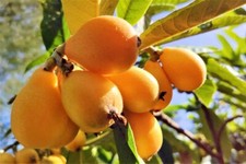 loquat tree for sale loquat tree for sale Lakeland