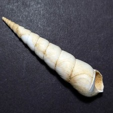 Turritella mataracuna fossile usato  Italia