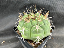 Gymnocalycium pflanzii vivaio usato  Massafra