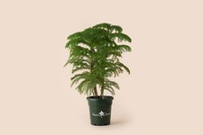 Norfolk pine houseplant for sale  Akron