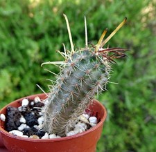 Austrocactus subandinus rfpa d'occasion  Servian