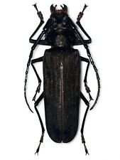 Callipogon haxairei male for sale  Shipping to United States