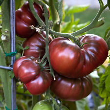 Black brandywine tomato for sale  Berwyn