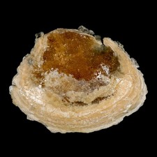 5.8 mercenaria permagna for sale  USA