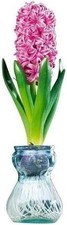 Hyacinth bulbs forcing for sale  Russell