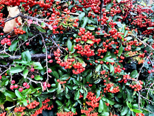 Pyracantha cocinea red for sale  LONDON