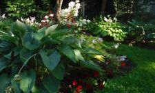 Large giant hosta for sale  Litchfield