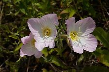 Oenothera speciosa evening for sale  SALISBURY