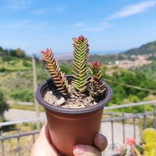 Vaso crassula pyramidalis usato  Barcellona Pozzo di Gotto