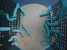 Hornworms for sale  Cumberland