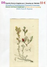 XVIII/XIX è- SAULE SOYEUX RAMPANT (Salix Fusca B.) Feuilles & Fleurs - 1794/1841 comprar usado  Enviando para Brazil