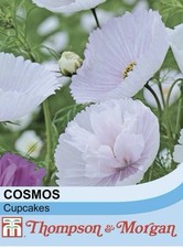 Thompson morgan cosmos for sale  DISS