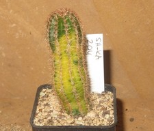 Echinopsis lobivia variegata gebraucht kaufen  Falkensee