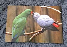 Selten vogel postkarte gebraucht kaufen  Hamburg