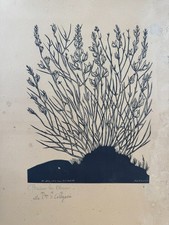 Xilografia bruno osimo usato  Ancona