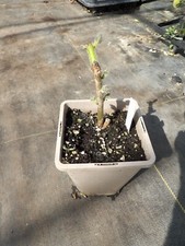 Paulownia tomentosa for sale  SUDBURY