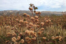 Mississippi brown cotton for sale  Culver