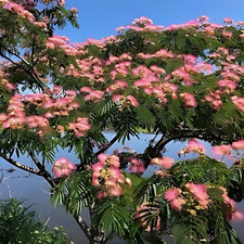 mimosa tree for sale  English