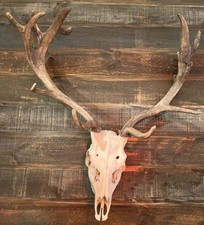 Real fallow deer for sale  Denver