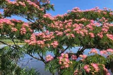 Cuttings silk mimosa for sale  Dunn