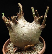 Cyphostemma uter v.macropus for sale  Shipping to United Kingdom