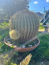 Echinocactus grusonii cuscino usato  Rocca d'Evandro