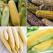 Sweetcorn seeds huge for sale  SALISBURY