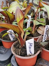 Ensete ventricosum maurelii for sale  STAFFORD