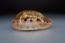 Sea shells cypraea d'occasion  Bram