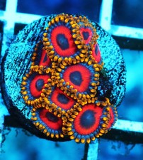 Eagle eye zoa for sale  Thousand Oaks