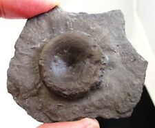 Ichthyosaur vertebra matrix for sale  Arlington