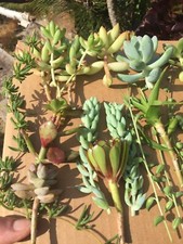 Assorted succulent cuttings for sale  Temecula