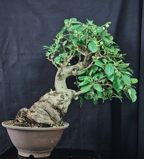 Bonsai melo giapponese usato  Cison di Valmarino