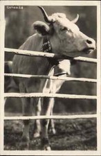 Cattle gate collar for sale  USA